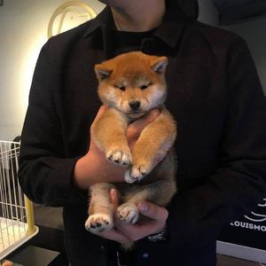 熟妇荡欲视频在线
